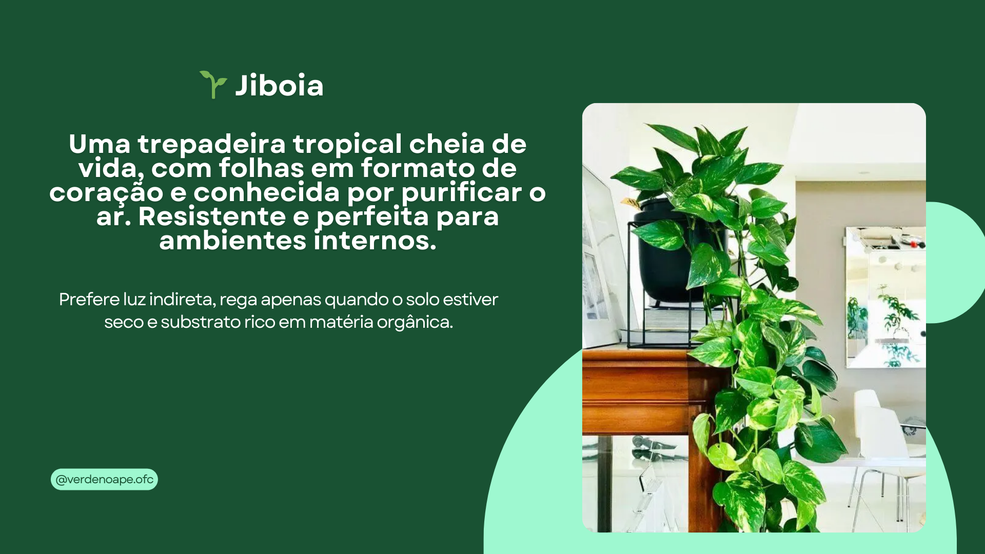 Imagem do produto 🌱 Jiboia